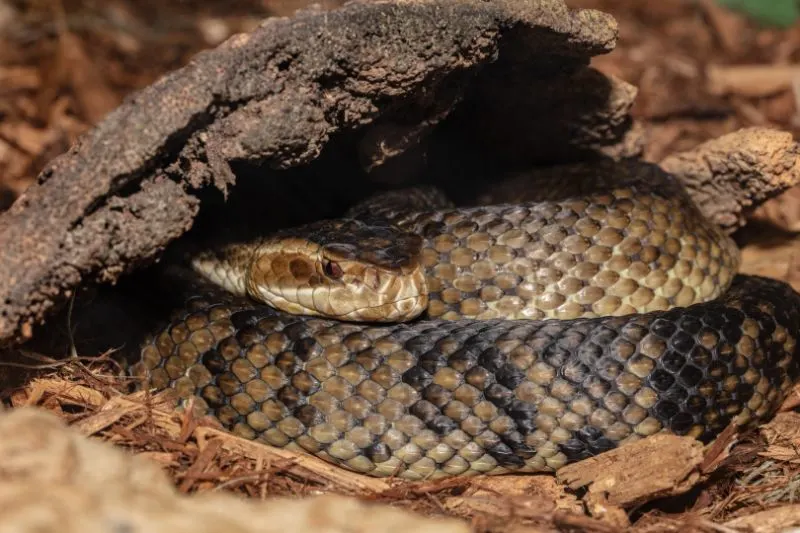 15 Interesting Facts about Rattlesnakes