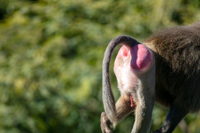 A Baboon Walking on Hands and Feet with a Bright Red Butt