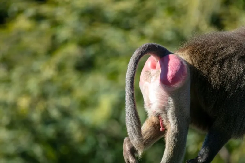 A Baboon Walking on Hands and Feet with a Bright Red Butt