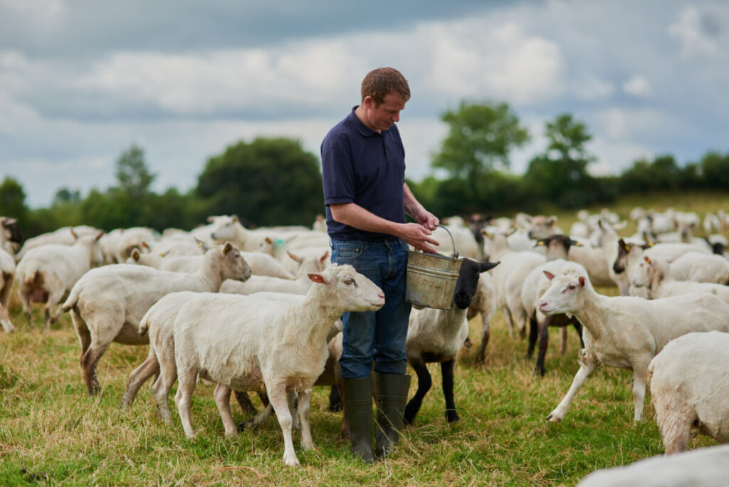 Farm, sheep and bucket with man in field for agriculture, sustainability and animal care. Labor, ecology and summer with male farmer in countryside meadow for cattle, livestock and lamb pasture.