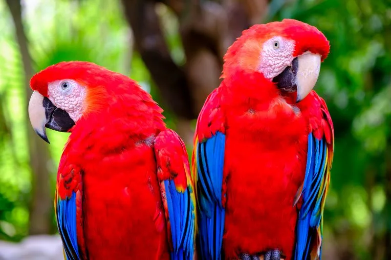 A pair of scarlet macaw