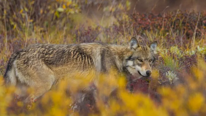 Alaskan Wolf in Denali National Park
