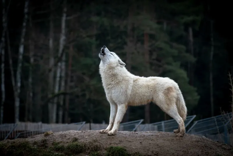 Arctic wolf howling