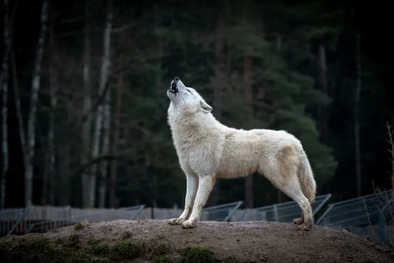 Arctic wolf Arctic wolf howling