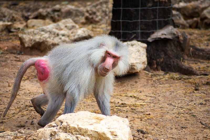 Baboons in the zoo