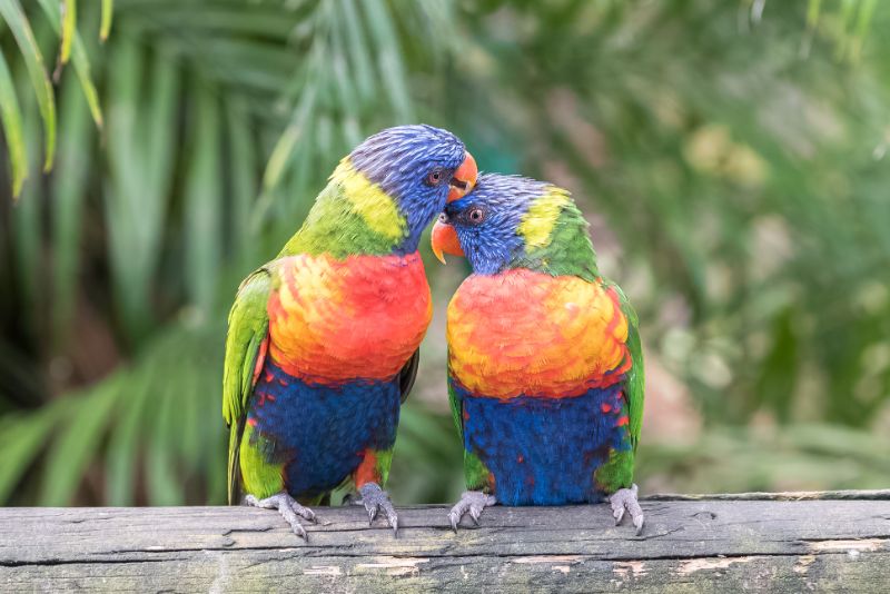 Beautiful parrot perched on a branch