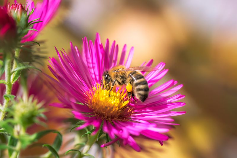 Bee pollinating on an aster flower