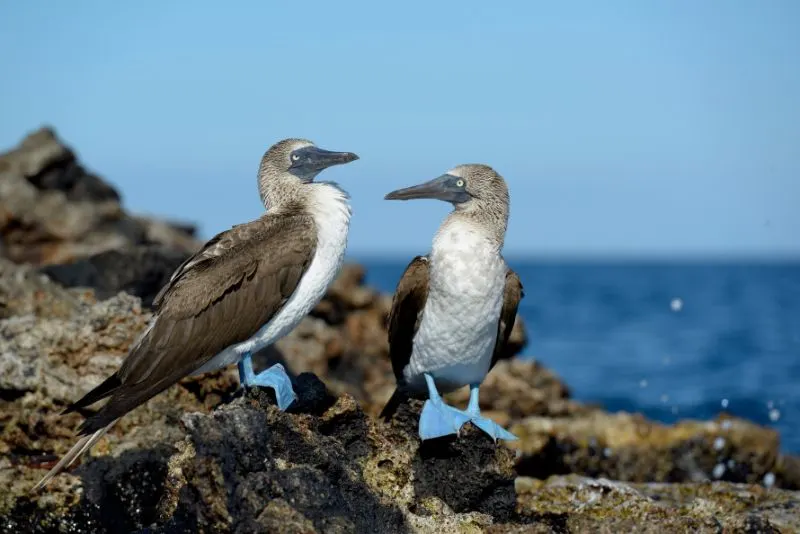 Blue-footed Booby Blue-footed Booby