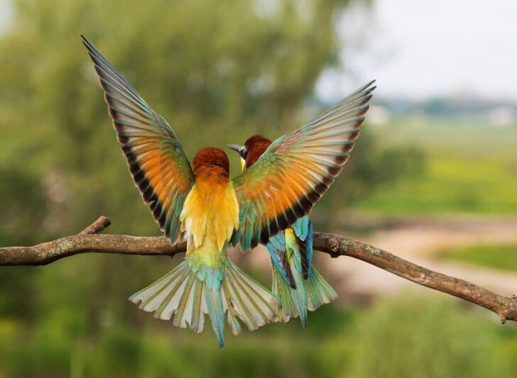 Bright colored wings of bird of paradise