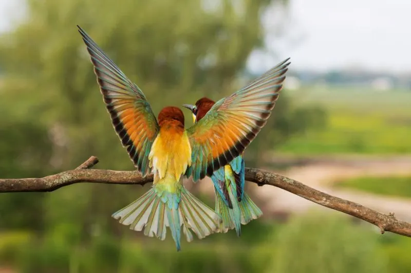 Bright colored wings of bird of paradise