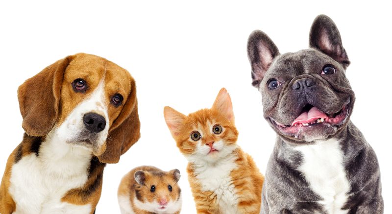 Do Animals Smile? A Scientific Investigation Into Animal Behavior 7 Cute and funny looking cat, dogs, and hamster pet