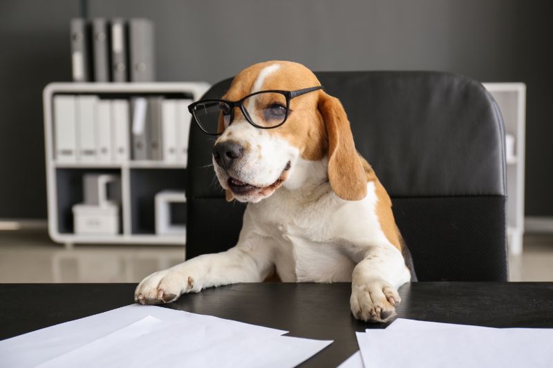 Cute funny dog with eyeglasses sitting at workplace in office