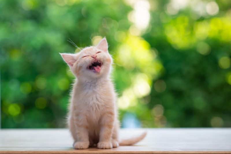 Cute orange kitten sitting on wood table 