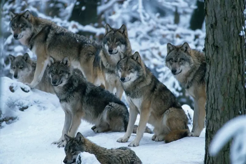 Pack of Eurasian wolves