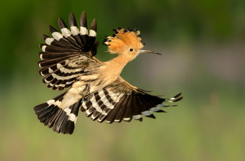 Eurasian hoopoe bird close up