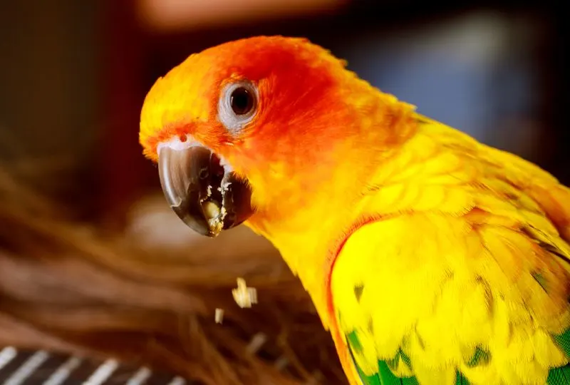 Exotic bird sun conure eating