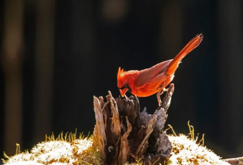 Flame Bowerbird