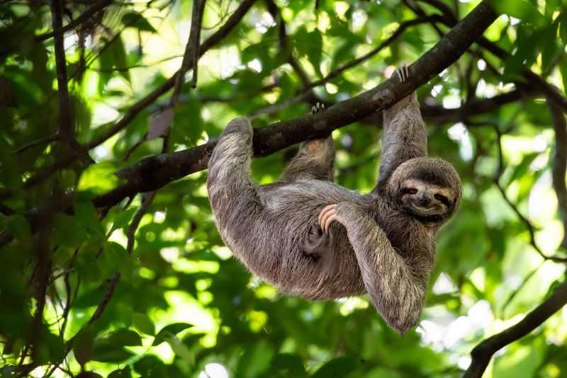Wildlife Photography Guide: Ethical Camera Settings, Gear, and Fieldcraft 11 Funny sloth hanging on tree branch