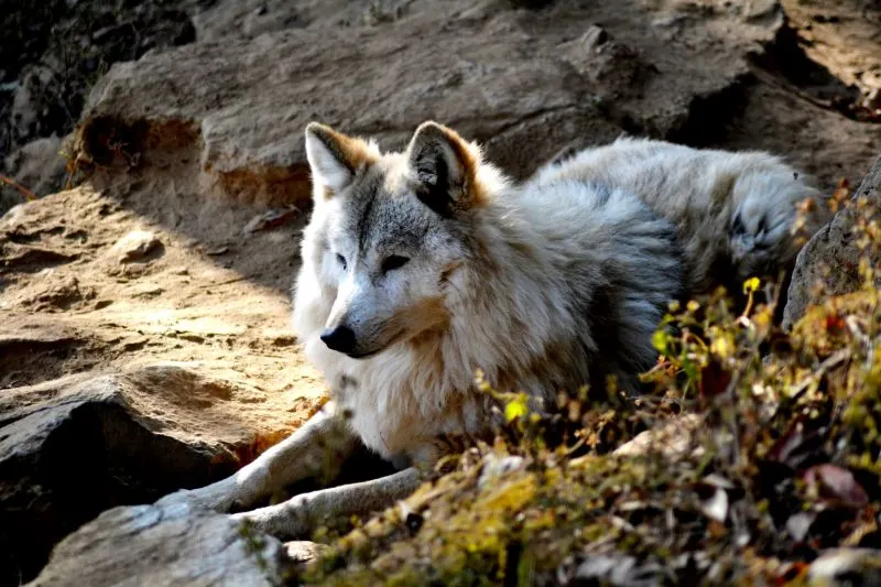 Himalayan wolf Himalayan wolf