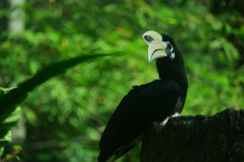 11 Most Beautiful Birds in the World 10 Horned Sungem