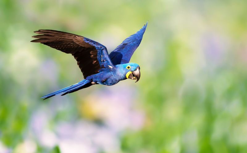 Close up of a Hyacinth macaw in flight