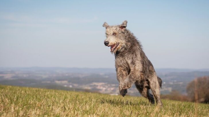 Irish Wolfhound runs on the top of the hill
