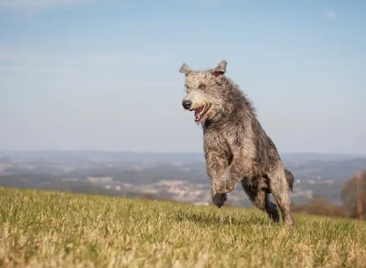 Irish Wolfhound runs on the top of the hill