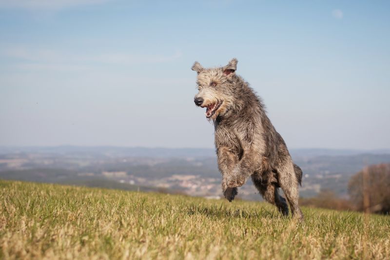The 10 Largest Wolves in the World