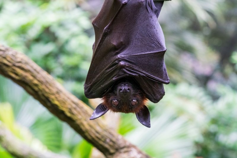 Megabat haning on the tree branch