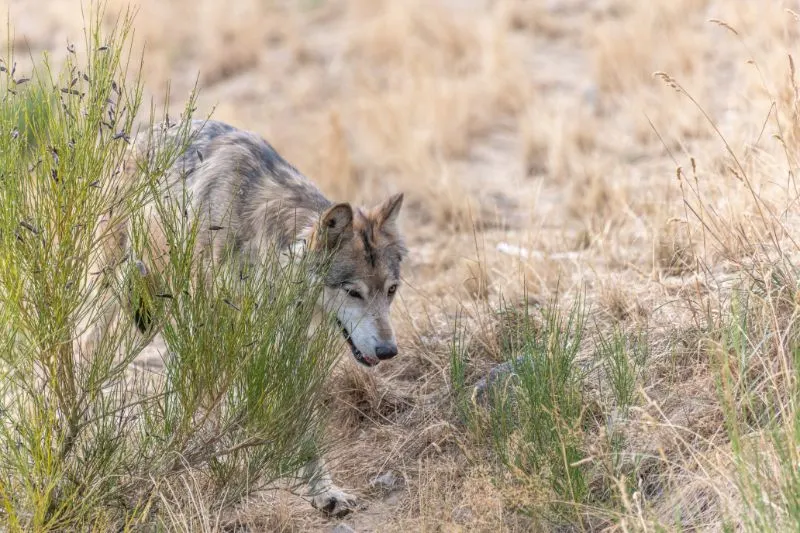 Mongolian wolf Mongolian wolf