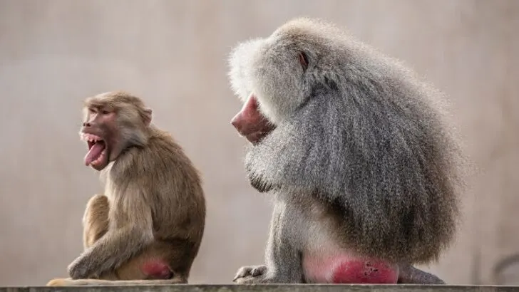 Monkeys with red butt
