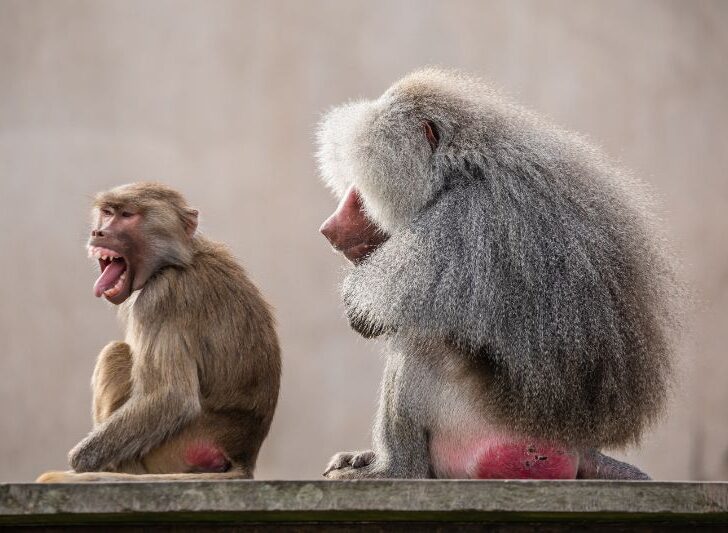 Monkeys with red butt