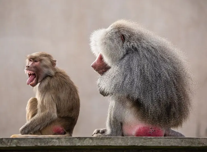 Monkeys with red butt