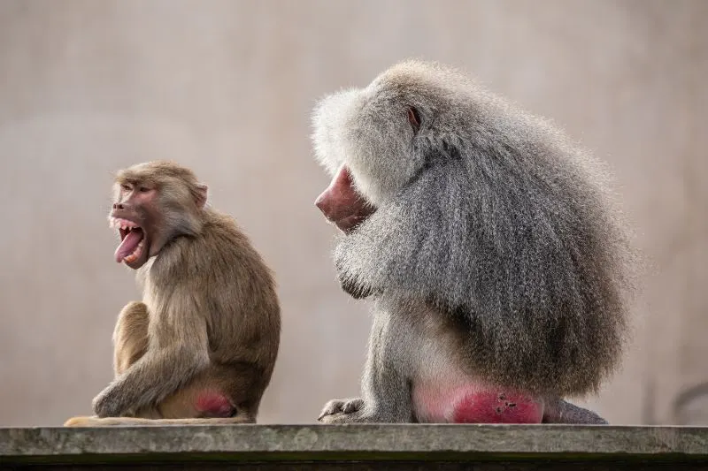 Monkeys with red butt