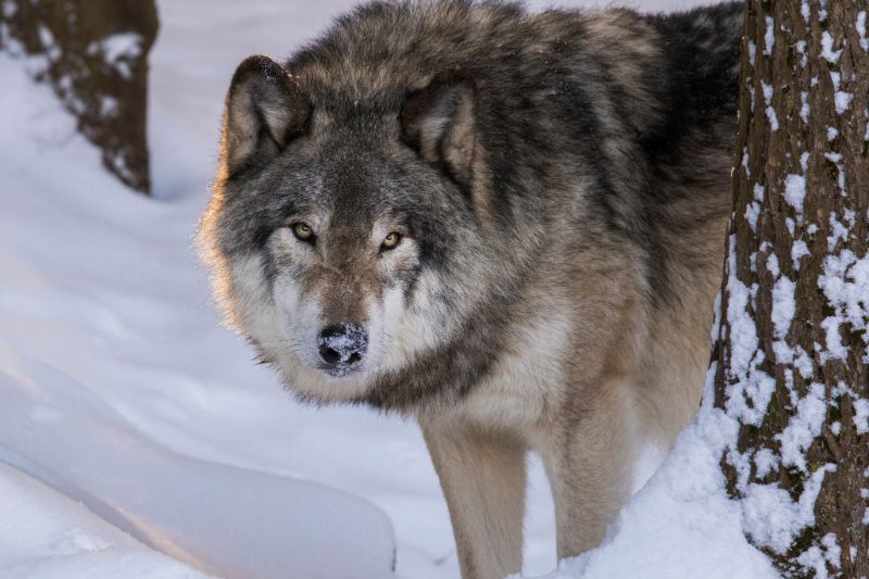 Northwestern wolf portrait in winter