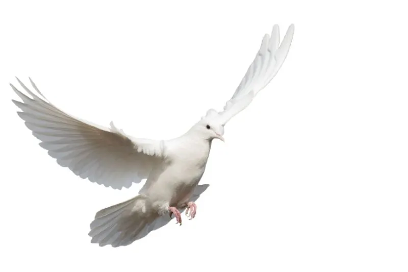 White plumage White plumage spread wings