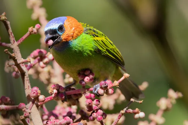 11 Most Beautiful Birds in the World 6 Red-necked Tanager
