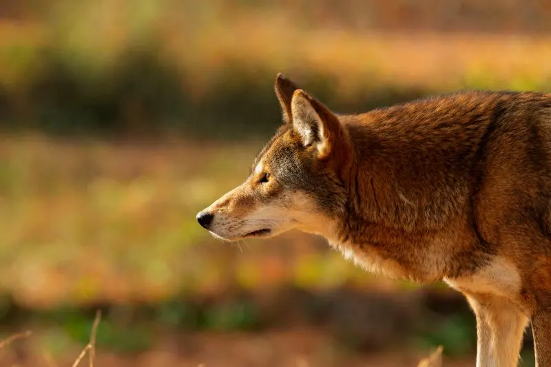 Red wolf looking at something