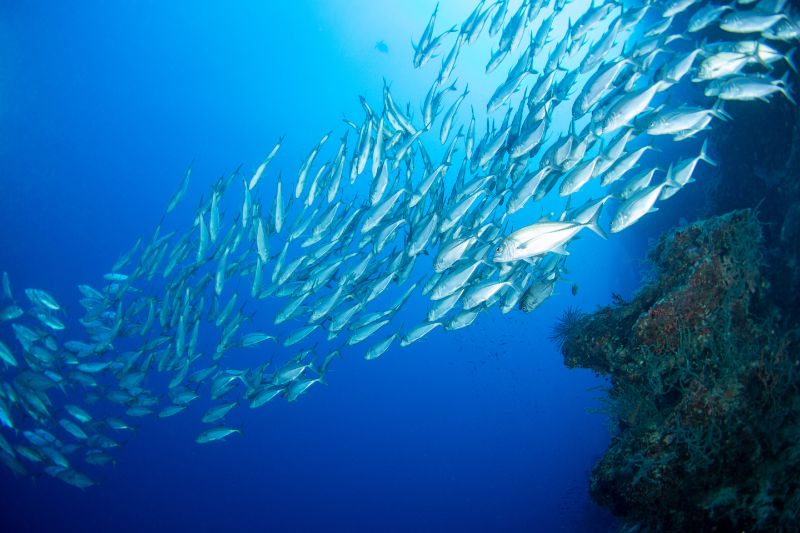 School of trevally fish