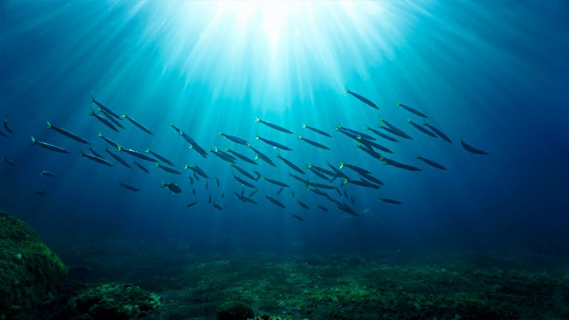 Schools of fish swimming in the deep sea