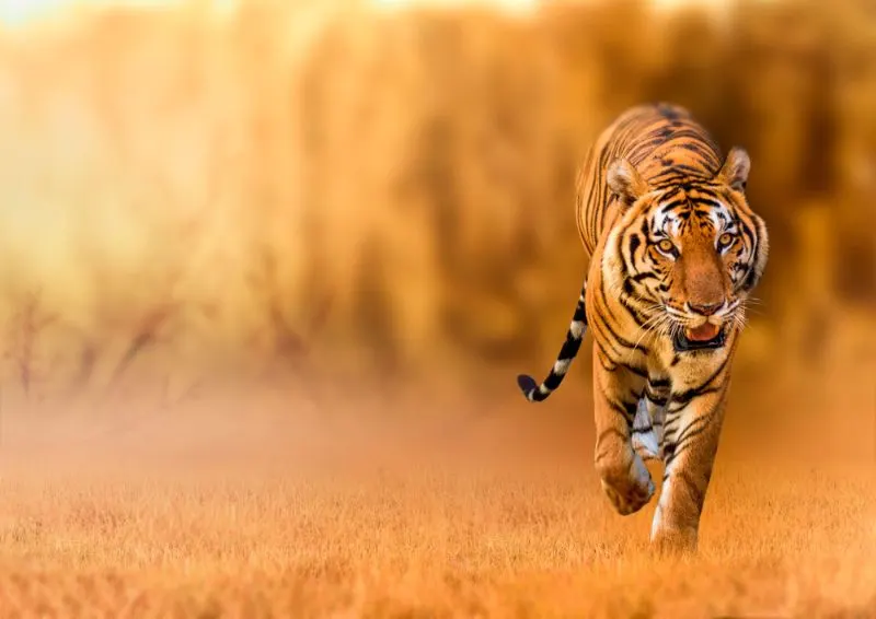Tiger Tiger, walking in the golden light