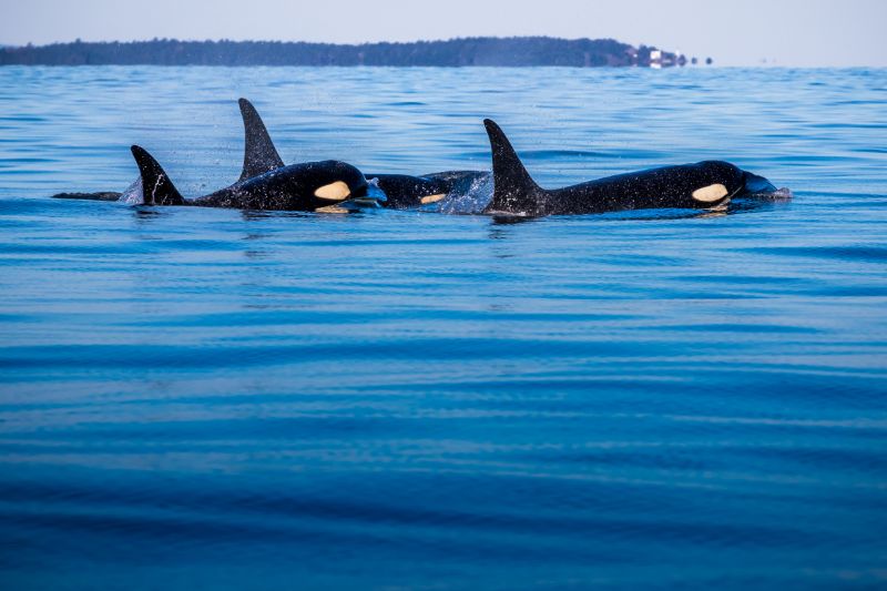 Orcas in the water