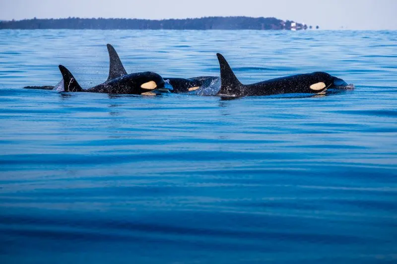 Orcas Orcas in the water