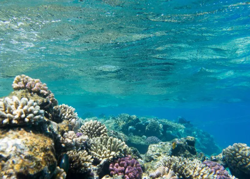 Underwater scene Tranquil underwater scene