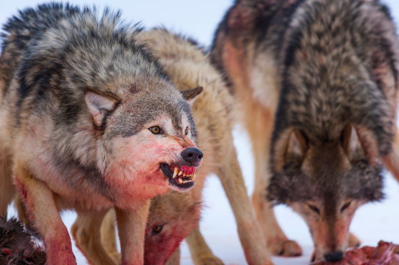 Savage Tundra wolf with bloodstains