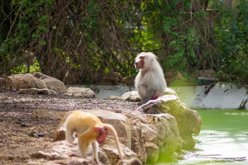 Two baboons in the zoo