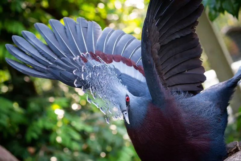 Victoria crowned pigeon