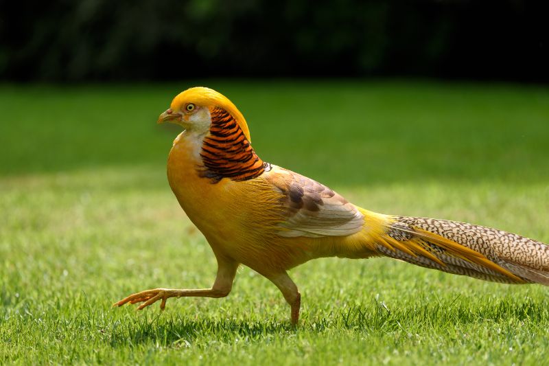 Yellow golden pheasant