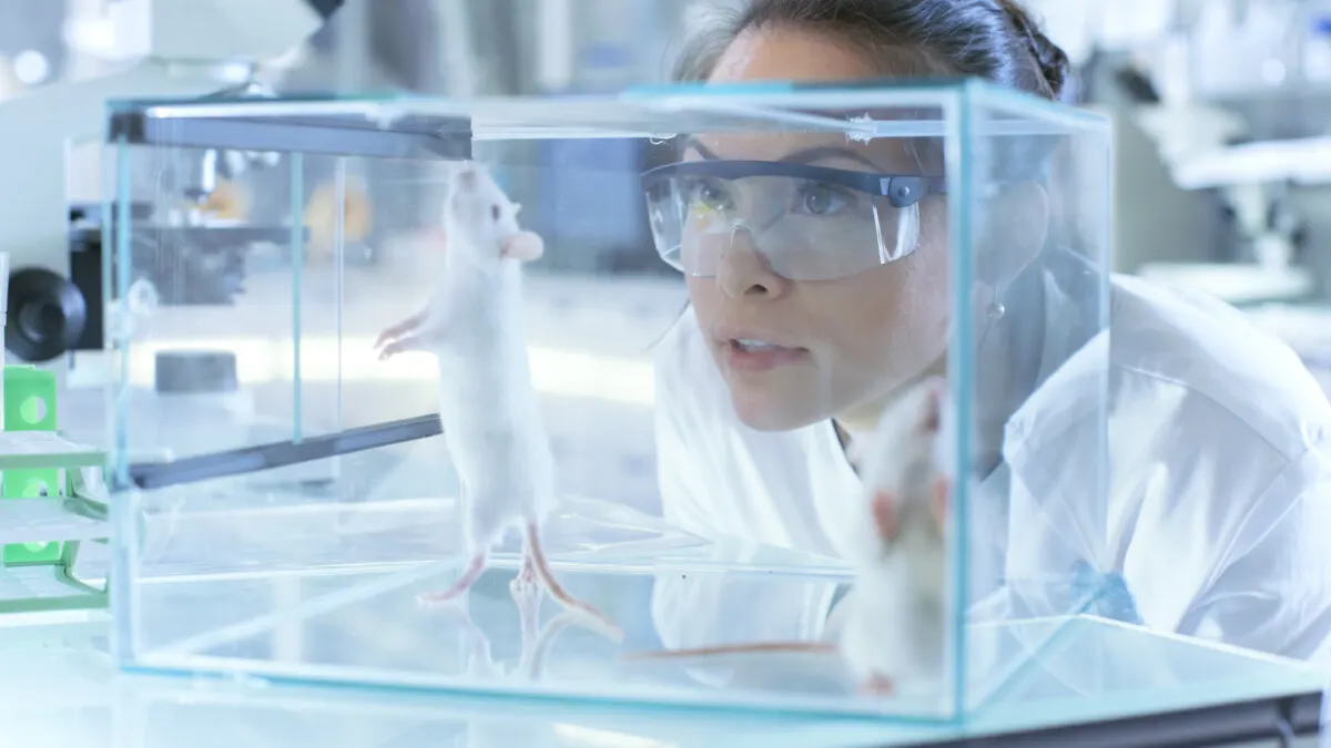 Medical Research Scientists Examines Laboratory Mice kept in a Glass Cage. She Works in a Light Laboratory.
