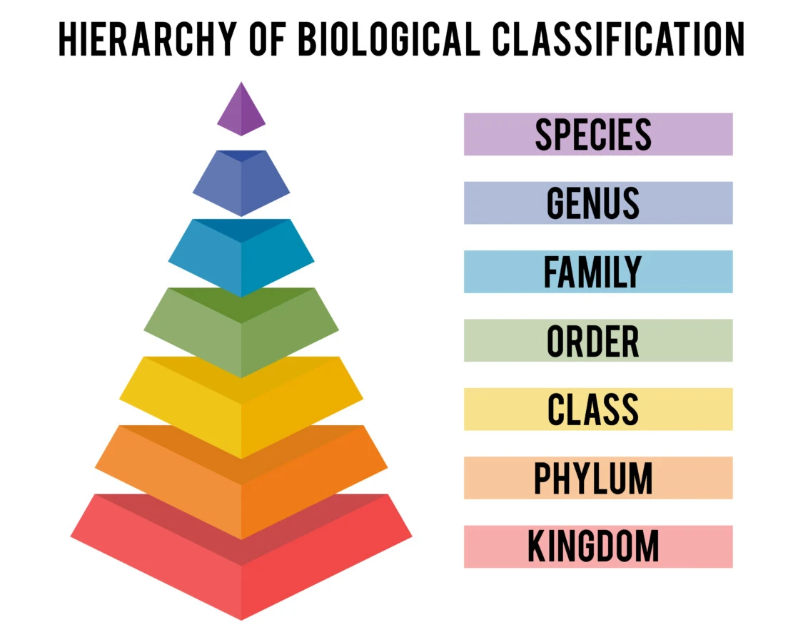 Hierarchy of biological classification. Major taxonomic ranks. Classification system by Carl Linnaeus